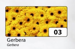Motiv-Fotokarton Gerbera 270 g/m² 49,5 x 68 cm