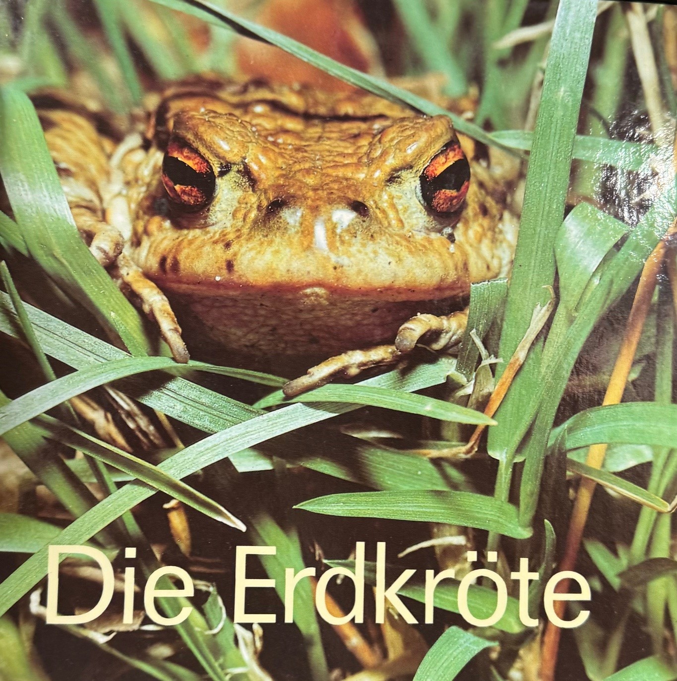 Die Erdkröte